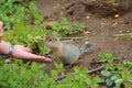 Arctic ground squirrel Urocitellus parryii touches personÃ¢â¬â¢s hand with its paws.